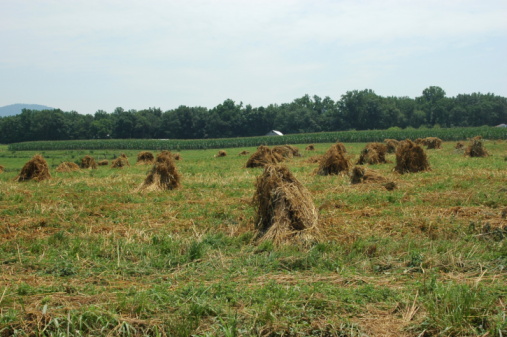 Corn Schocks in Rural Indiana Farm Field