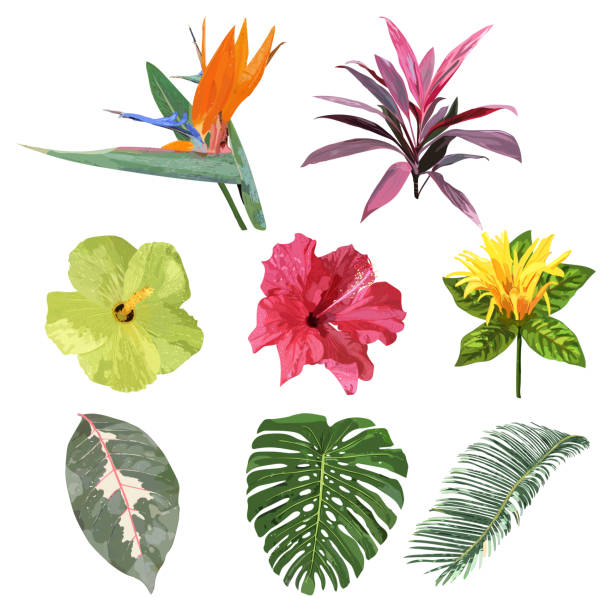 Floral set. Collection with isolated colorful hand drawn tropica Floral set. Collection with isolated colorful hand drawn tropical flowers and leaves. Design for invitation, wedding or greeting cards. Vector illustration. areca palm tree stock illustrations
