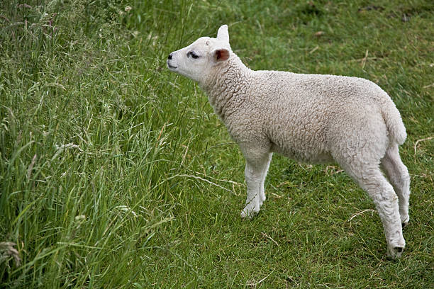 Lamb  meek as a lamb stock pictures, royalty-free photos & images
