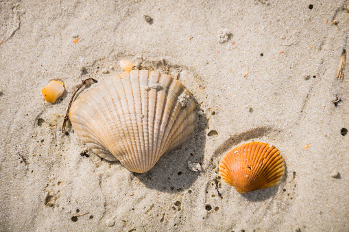 Two scallop shells in the sand of a Florida Beach