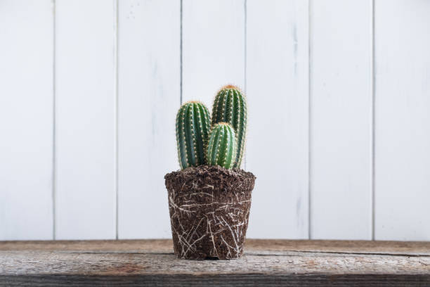 istock Green Cactus without pot on rustic wooden background 922029086