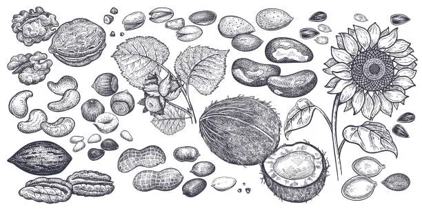 Vector illustration of Nuts and seeds big set.