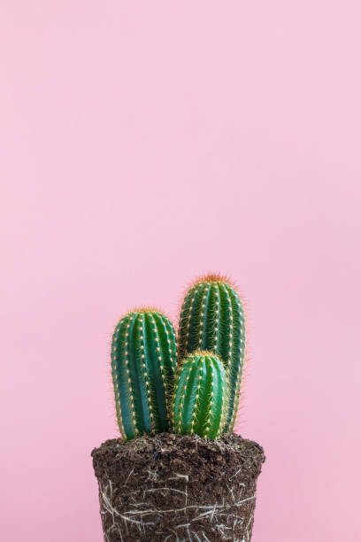 istock Green Cactus isolated without pot on pink background 922029218