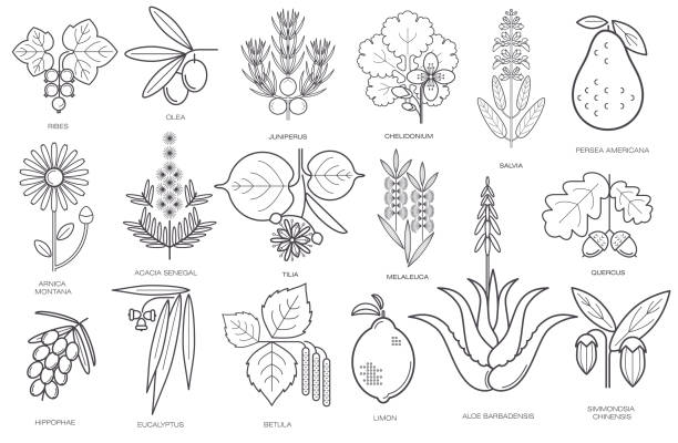 ilustrações de stock, clip art, desenhos animados e ícones de collection of simple images of medical plants - tea berry currant fruit