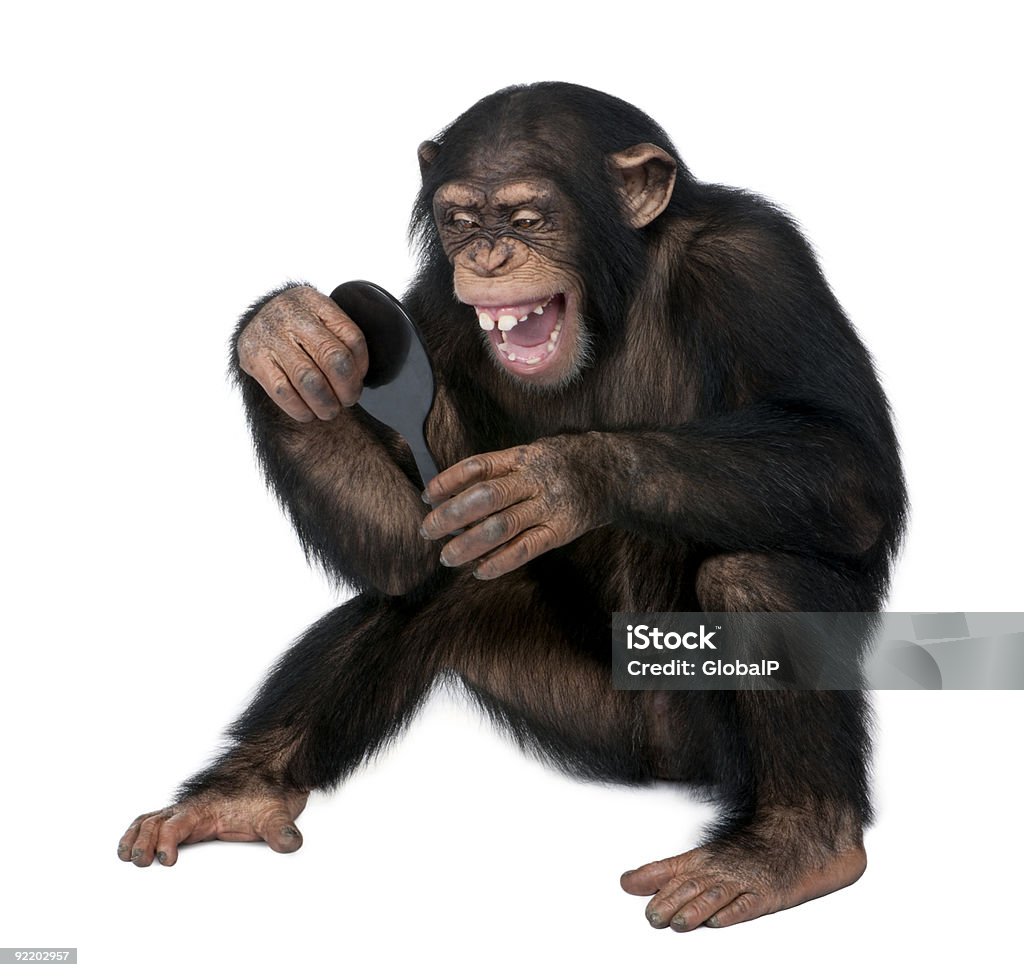 Young Chimpanzee looking at himself in a mirror Young Chimpanzee looking at himself in a mirror in front of a white background. Animal Stock Photo