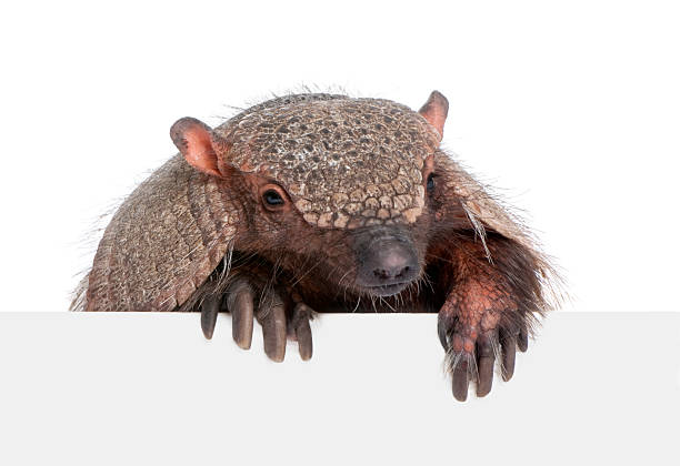 Armadillo behind a blank panel  armadillo stock pictures, royalty-free photos & images