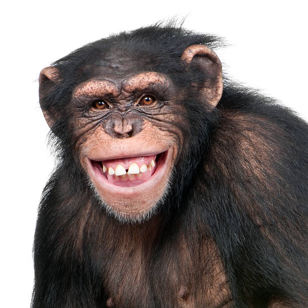 Young Chimpanzee - Simia troglodytes (6 years old)  grimacing photos stock pictures, royalty-free photos & images