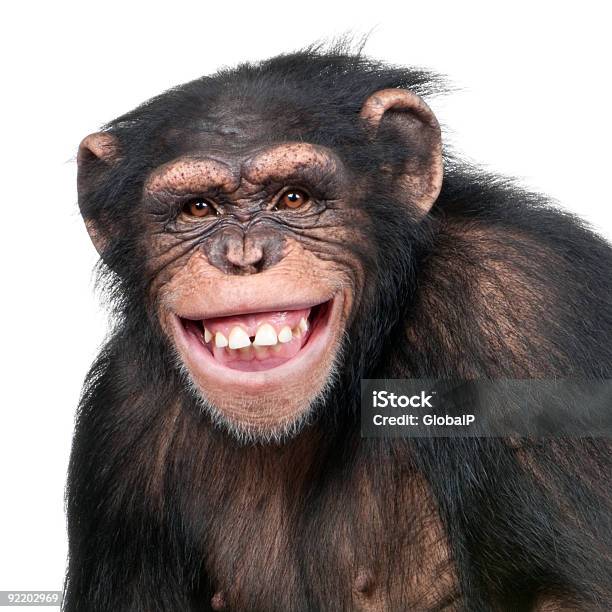 Young Chimpanzee Simia Troglodytes Stock Photo - Download Image Now - Ape, Chimpanzee, Smiling