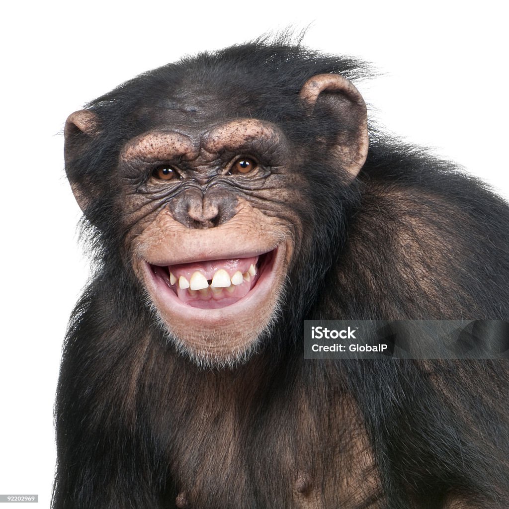 Young Chimpanzee - Simia troglodytes (6 years old) - Royalty-free Kuyruksuz Maymun Stok görsel