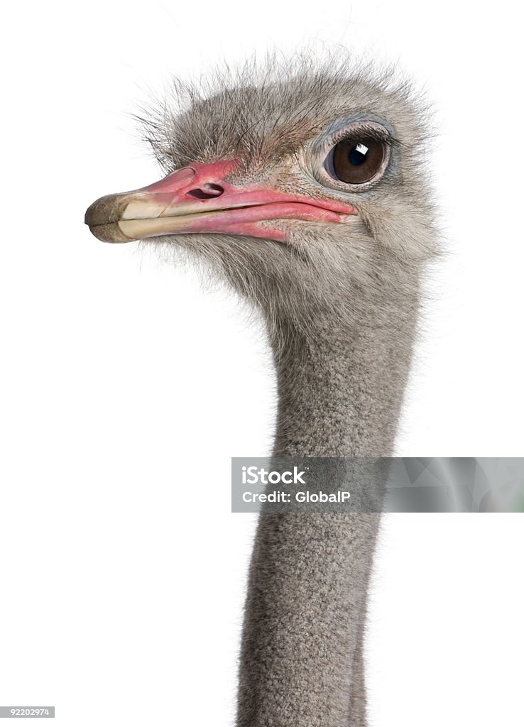 A close-up shot of an ostrich head with brown eyes  Close-up on a ostrich's head in front of a white background. Ostrich Stock Photo