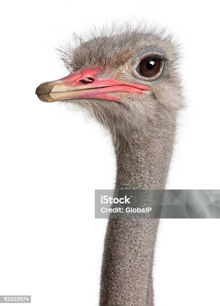 A Closeup Shot Of An Ostrich Head With Brown Eyes Stock Photo - Download Image Now
