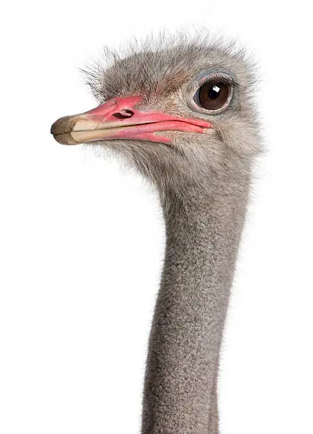 Photo of A close-up shot of an ostrich head with brown eyes 