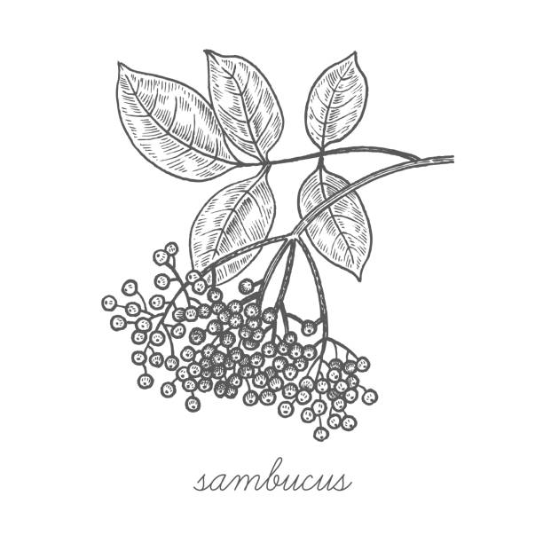 Vector image of medical plants. Sambucus nigra. Vector plant isolated on white background. The concept of graphic image of medical plants/herbs/flowers/fruits/roots. Designed to create package of health and beauty natural products. sambucus nigra stock illustrations