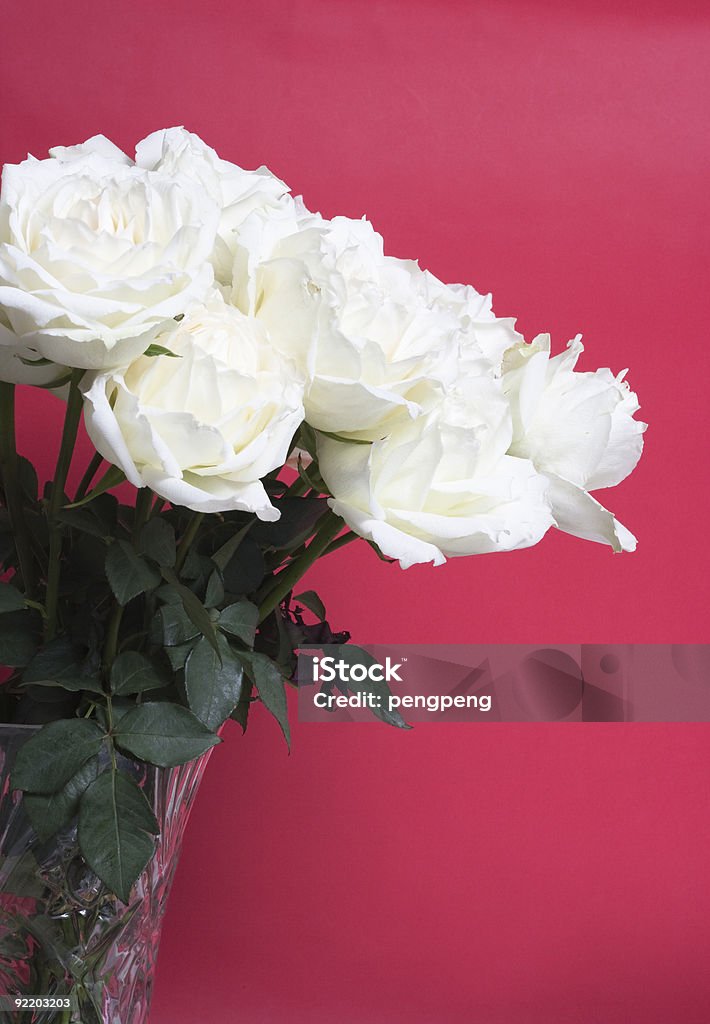 white rose  Color Image Stock Photo