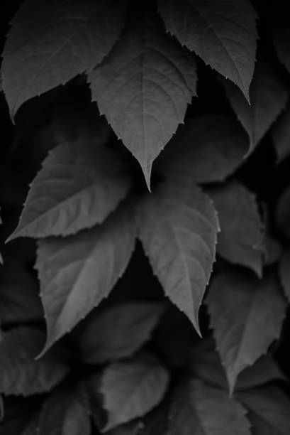 istock living fence on the background 922032386