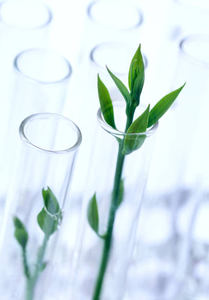 istock Tissue cultured plant in test tube 922033722