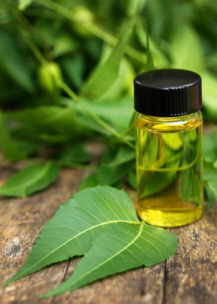 istock Medicinal neem leaves with essential oil 922033732