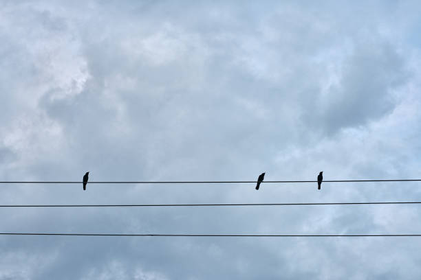 istock Black birds sitting on electric cable 922033776