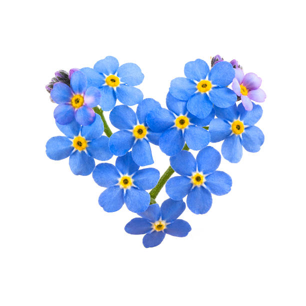 istock A digital heart made of blue flowers on a white background 92203474