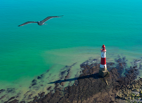 Seagull and lighthouse on a sunny day in Seven Sisters, England.