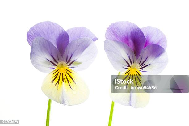 Due Blu E Giallo Pansies Isolato Su Sfondo Bianco - Fotografie stock e altre immagini di Aiuola - Aiuola, Amore, Autunno