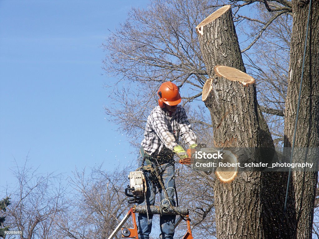 Árbol de ajuste - Foto de stock de Color - Tipo de imagen libre de derechos