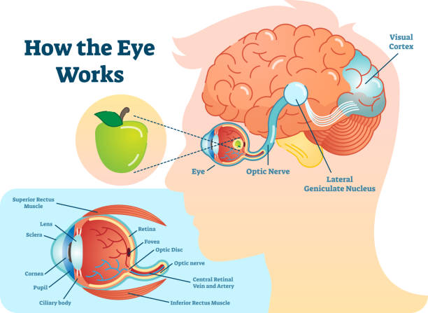 wie auge arbeiten, medizinische illustration, auge - gehirn-diagramm, augenstruktur und verbindung mit gehirn. - sensory perception eyeball human eye eyesight stock-grafiken, -clipart, -cartoons und -symbole