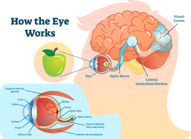 ilustraciones, imágenes clip art, dibujos animados e iconos de stock de ojo trabajo médico ilustración, ojo - diagrama de la estructura del ojo, del cerebro y la conexión con los cerebros. - ojo humano