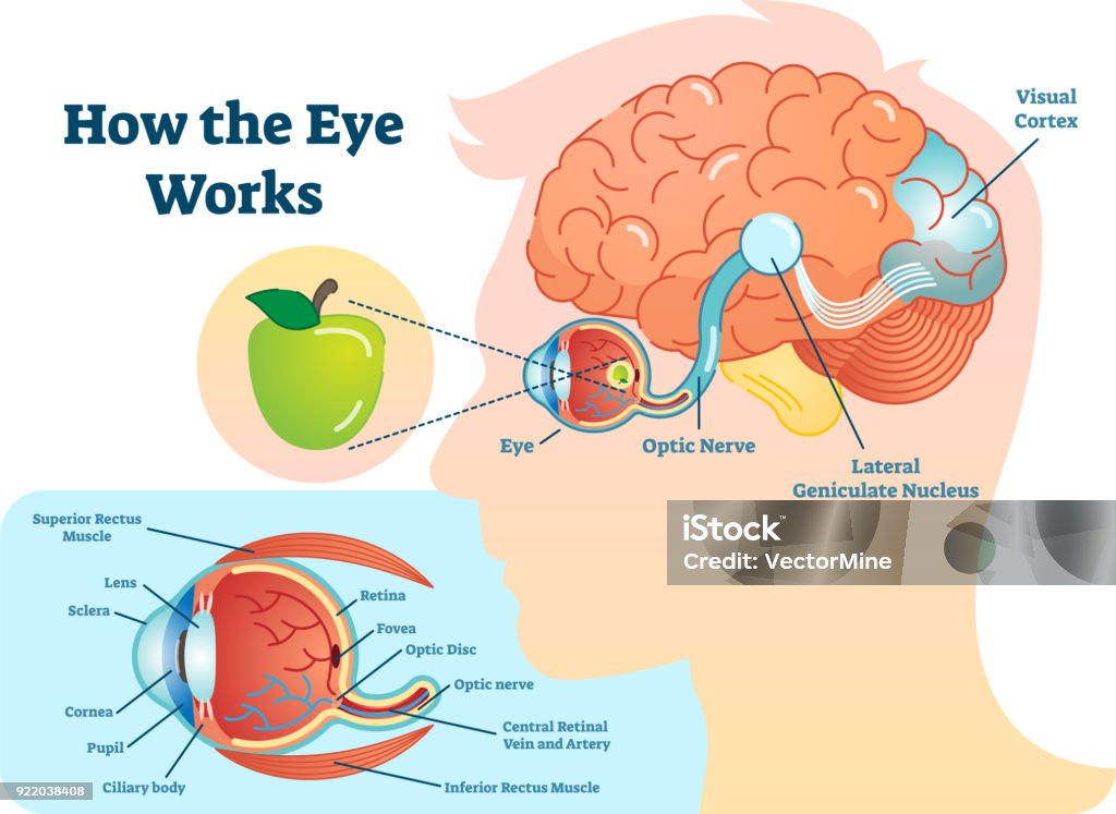 Como olho trabalho médico ilustração, olho - cérebro, diagrama de estrutura de olho e conexão com o cérebro. - Vetor de Olho royalty-free
