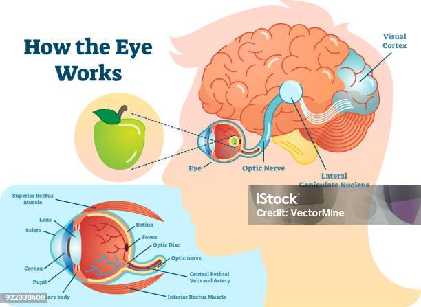 Vetores de Como Olho Trabalho Médico Ilustração Olho Cérebro Diagrama De Estrutura De Olho E Conexão Com O Cérebro e mais imagens de Olho