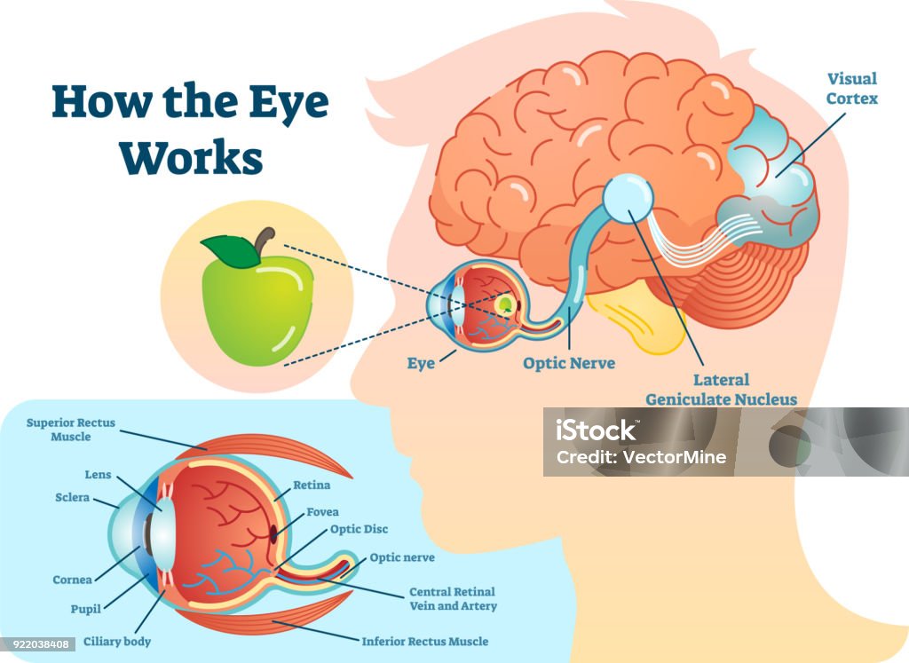 How eye work medical illustration, eye - brain diagram, eye structure and connection with brains. How eye work medical illustration, eye - brain diagram, eye structure and connection with brains. Vector EPS10 Eye stock vector
