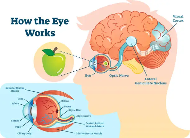 Vector illustration of How eye work medical illustration, eye - brain diagram, eye structure and connection with brains.