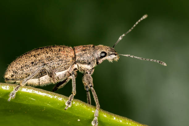 istock Macro photo of beetle on a leaf 922038644