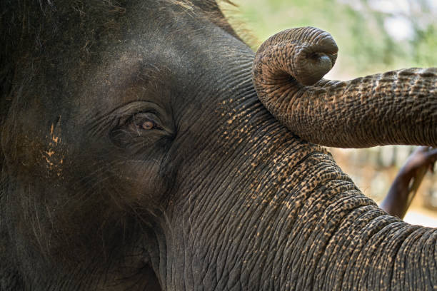 istock Face of asian elephant 922038810