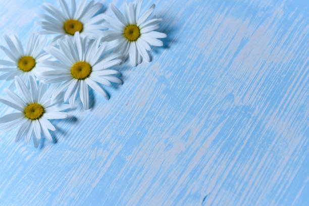 daisies on the table - cut flowers white small still life imagens e fotografias de stock