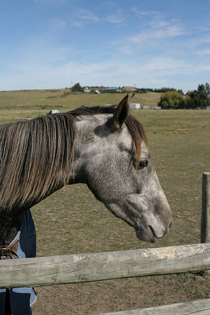 istock Horse at the fence 92204021