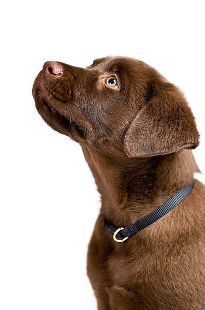 Labrador Retriever puppy stock photo