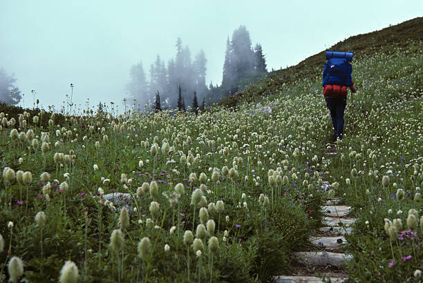 Backpacker Hiking Through an Alpine Meadow in the Fog This adult male backpacker is hiking in the fog through a meadow of beargrass on the Wonderland Trail. This photograph was taken on the Cowlitz Divide in Mount Rainier National Park, Washington State, USA. jeff goulden mount rainier national park stock pictures, royalty-free photos & images