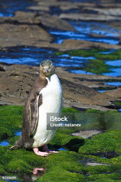 Pinguimdeolhoamarelo Posando - Fotografias de stock e mais imagens de Pinguim-de-olho-amarelo - Pinguim-de-olho-amarelo, Alga, Amarelo