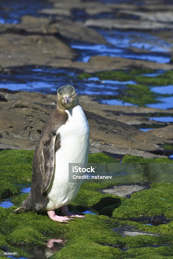 Желтый глазами пингвин придания поз - Стоковые фото Yellow Eyed Penguin роялти-фри