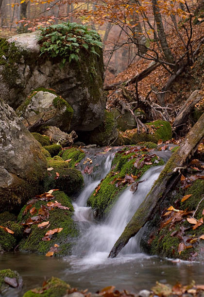 Autumn stream stock photo