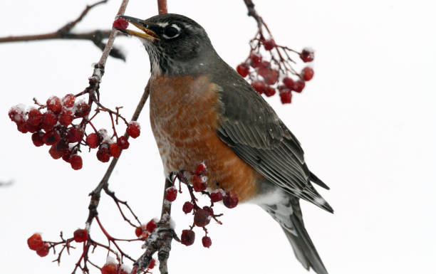 istock American Robin Turdus migratorius eating red berries Utah 922043890