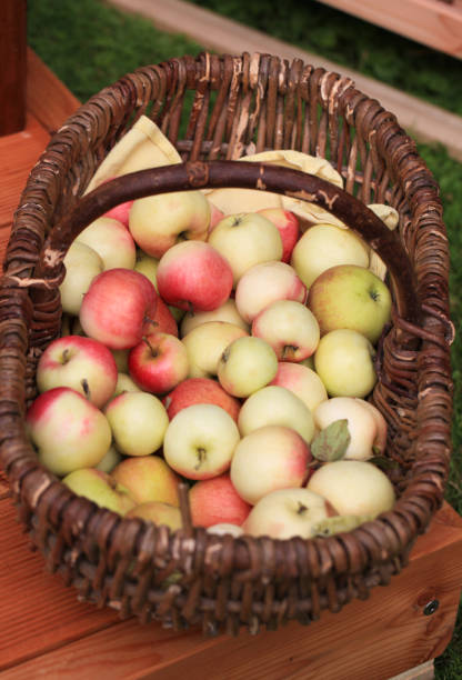istock Many freshly harvested apples in a wicker basket 922044282