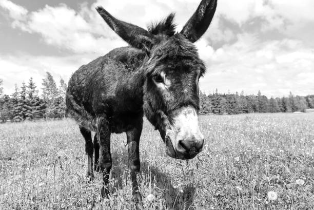 istock Donkey grazing in field day 922044830