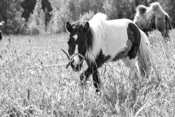 Pony grazing in field day black and white poster