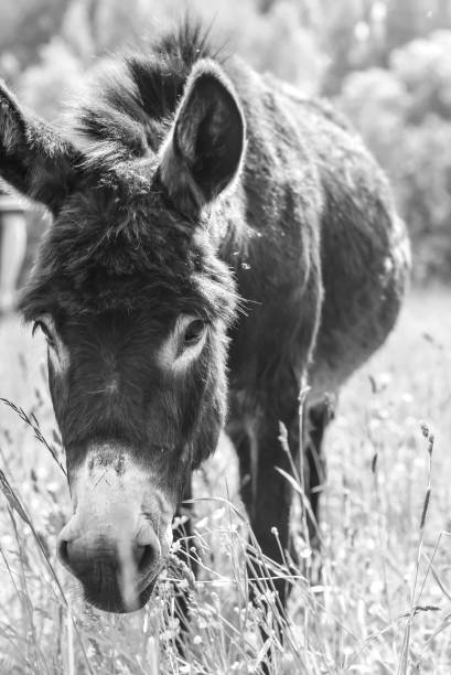 istock Donkey grazing in field day 922044928