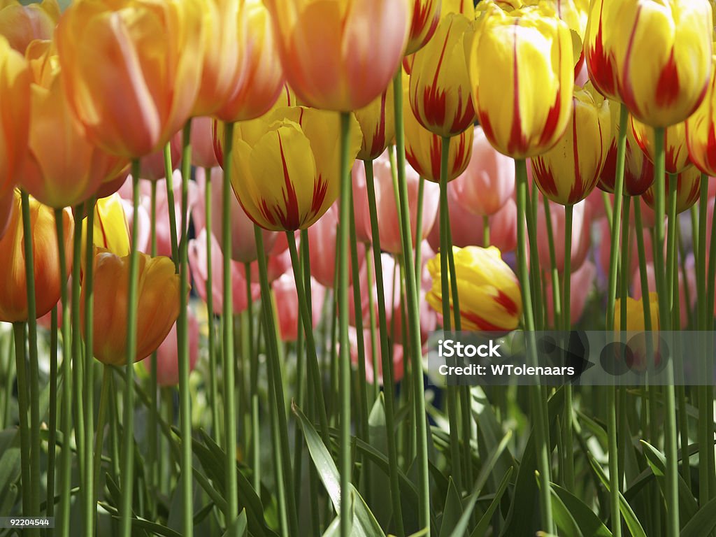 Enorme tulipas amarelas - Foto de stock de Amarelo royalty-free
