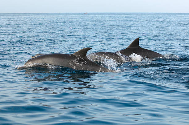 Dolphins in Indian ocean stock photo