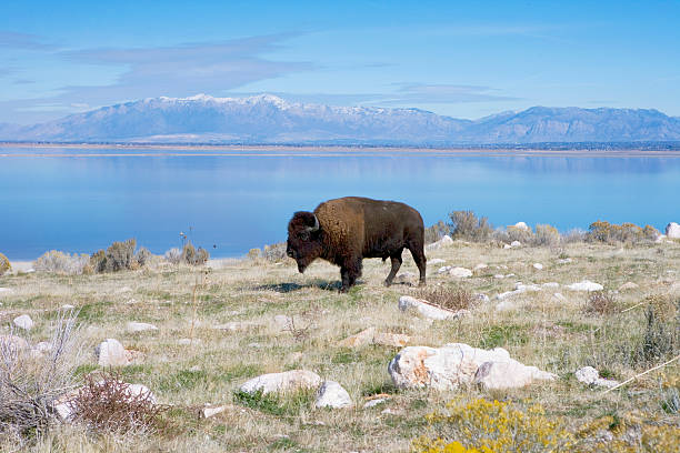 Buffalo in Antelope Island State Park Great Salt Lake  antelope photos stock pictures, royalty-free photos & images