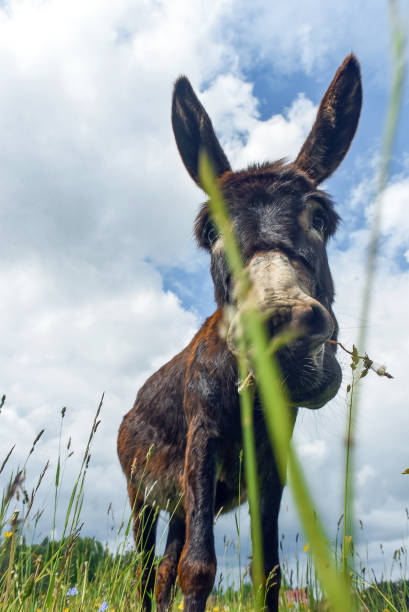 istock Donkey grazing in field day 922051274